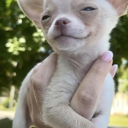 Chihuahuas from Little Luxe Chihuahuas