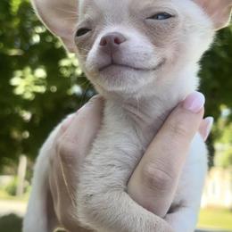 Chihuahuas from Little Luxe Chihuahuas
