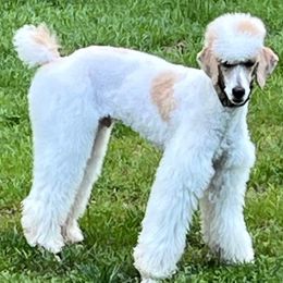 Axel - Poodle