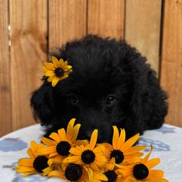 Frizzle - Black female Poodle puppy in Corbin, Kentucky from Lightning K Kanine’s