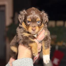 Maeve - Red tri female Toy Australian Shepherd puppy in Spokane Valley, Washington from Northern Roots Aussies