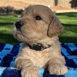 Stout - Apricot Goldendoodle puppy in San Diego, California from CrystalBay Doodles