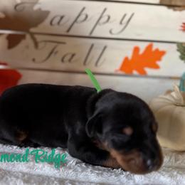 Green collar - Black and rust male Doberman Pinscher puppy in Winamac, Indiana from DIAMOND RIDGE DOBERMANS