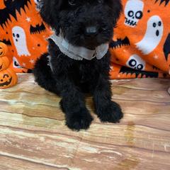 Boy 3 - Goldendoodle puppy from Pawsome Poodles and Doodles