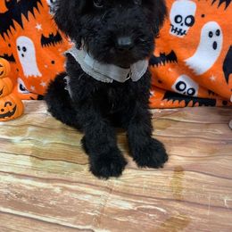 Boy 3 - Goldendoodle puppy from Pawsome Poodles and Doodles
