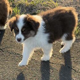 Girl 4 - Red tri-color female Miniature American Shepherd puppy in Cache, Oklahoma from Southern Charm Mini Aussies