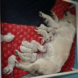 Girl 7 - Light golden female Golden Retriever puppy in Ankeny, Iowa from Starbrite Golden Retrievers
