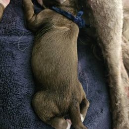 Cobbler - Brown and white male Portuguese Water Dog puppy in Beverly Hills, Florida from Allegiance Portuguese Water Dogs