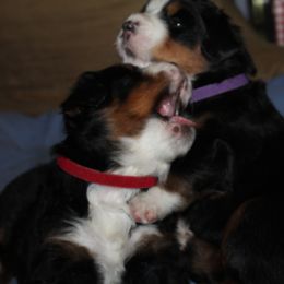 Bernese Mountain Dog Puppies from Baby Bear Bernese Kennel