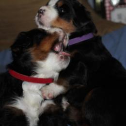 Bernese Mountain Dog Puppies from Baby Bear Bernese Kennel