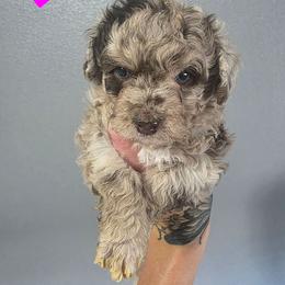 Lily - Red merle female Aussiedoodle puppy in Loveland, Colorado from A&L Ranch Aussiedoodles
