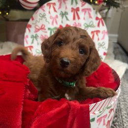 Gucci - Red  male Goldendoodle puppy in The Woodlands, Texas from Gracie's Goldendoodles and Bernedoodles