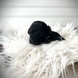 Theodore - Black and tan male Havapoo puppy in from Pink Poodles and Doodles