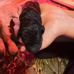 Light Blue Boy - Blue male Poodle puppy in Vancleave, Mississippi from Royal Dixie Poodles