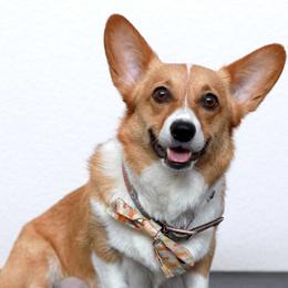 Maggie - Pembroke Welsh Corgi