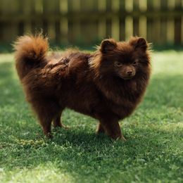 Mocha - Pomeranian