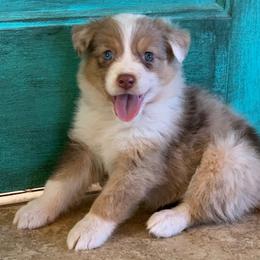 Paprika [Red Merle Female, with Tail] - Miniature Australian Shepherd puppy from Starry-Eyed Mini Aussies with Tails