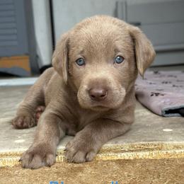 Light blue collar - Silver male Dilute Retriever puppy in Valley Center, California from Stunning Silver Bullets Labradors