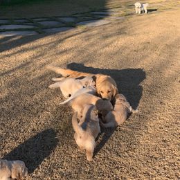 Golden Retriever Puppies from Daniel Ranch Golden Retrievers