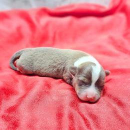 Dreamy (bluie Sable) - Blue male Pembroke Welsh Corgi puppy in Washington from Castle View Royal Rumps