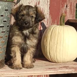 Isaac - male Aussiedoodle puppy in Milford, Indiana from Olde Heritage K-9