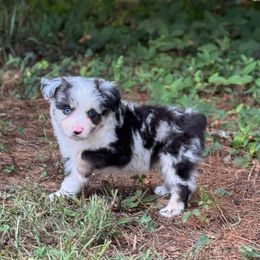 Scottish Terrier and Toy Australian Shepherd Puppies from Pecan Creek