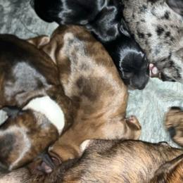 White - Dapple female Dachshund puppy in Saint Albans, Maine from Australian Cattle Cuties and littles