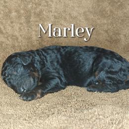 Poodle Puppies from Hatch & Homestead LLC