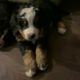 Lumi - Tri-color male Bernese Mountain Dog puppy in Rural Retreat, Virginia from Bernese Bunker