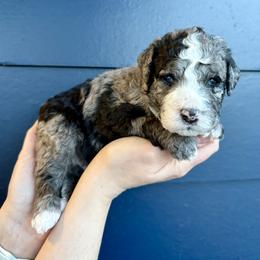 Boy 2 - male Bernedoodle puppy in South Jordan, Utah from Ellas.Pups (Bernedoodles & Cavapoos)