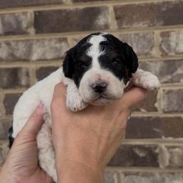 Steve - Tri-color male Bernedoodle puppy in Cartersville, Georgia from Simply Blessed Doodles