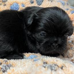 Full AKC Male 2 - Black male Pekingese puppy in Pennsylvania from Triple I Pekes