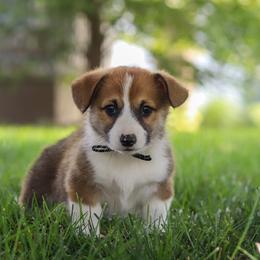 Chase - White and red male Pembroke Welsh Corgi puppy in Sugarcreek, Ohio from Admar Canines
