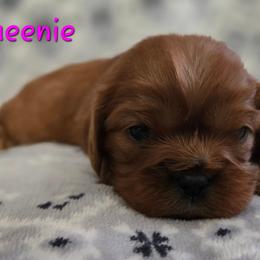 Queenie - Ruby female Cavalier King Charles Spaniel puppy in Wardville, Oklahoma from Lily of the Valley Cavaliers