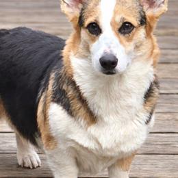 Letty - Pembroke Welsh Corgi