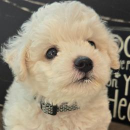Flynn Rider - White male Bichon Frise puppy in Upland, California from IDREAMOFPUPPIES