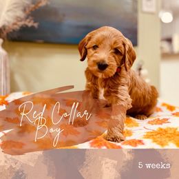Red boy - Red  male Goldendoodle puppy in Dupont, Washington from Willow Tree Doodles