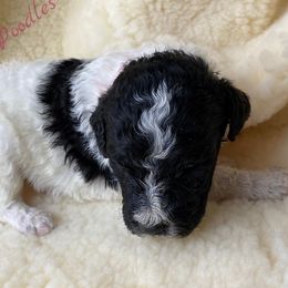 Poodle Puppies from Rosegold Poodles