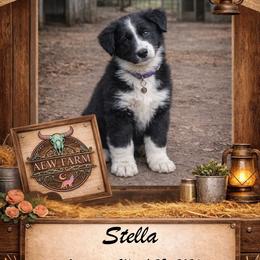 Stella - Black & white female Australian Shepherd puppy in Citra, Florida from AEW Farm