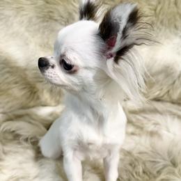Girl 1 - Black and white female Chihuahua puppy in Laurel, Mississippi from Home of Tiny Chihuahuas