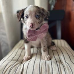 Tortellini - White and red merle female Bordoodle puppy in Valley Center, California from Circle R Valley Bordoodls