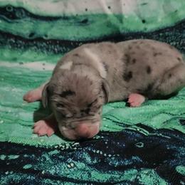 Otis - Mantle merle male Great Dane puppy in Walker, Louisiana from La Rebel Danes