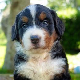 Gustave - Tri-color male Bernedoodle puppy in Folsom, Louisiana from DoodlesFarmCo