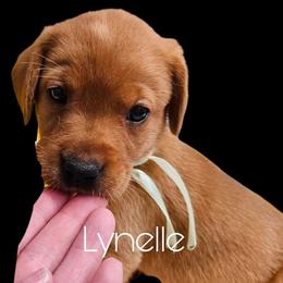Lynelle - Yellow female Labrador Retriever puppy in Sidney, Nebraska from Nebraska Strong Labradors