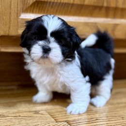 Mary - Black and white female Shih Tzu puppy in Paintsville, Kentucky from Molly B's ShihTzus