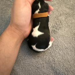 Boy 2 - Tri-color male Cavalier King Charles Spaniel puppy in Butler, Pennsylvania from Brugere Cavaliers