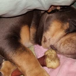 English Bulldog Puppies from Cuddabulz
