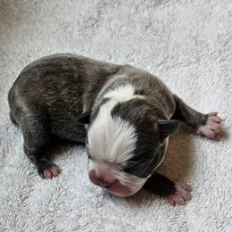 Boston Terrier puppies from Tellier's AKC Boston Terriers Missouri