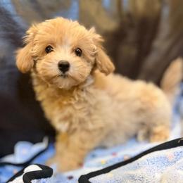 Cassie - Apricot female Maltipoo puppy in Lancaster, South Carolina from 3 Bs Havanese-PUPPIES with  PURPOSE