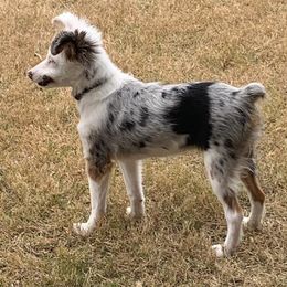Miniature Australian Shepherd All Grown Up from Kountryside Mini Aussies